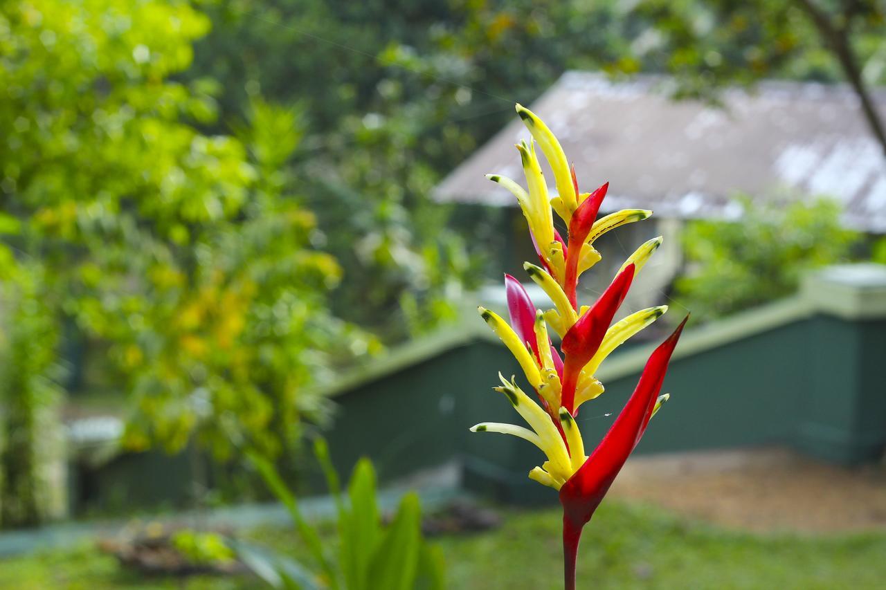 Blue Magpie Lodge Sinharaja Kudawe Екстериор снимка